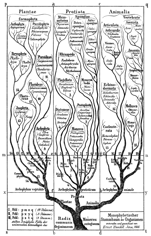 Haeckel tree Radix